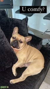 Male frenchie stud Listing Image