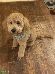 F2 Mini Goldendoodle Listing Image