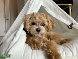 TOY MALTIPOO MALE STUD AVAILABLE Listing Image