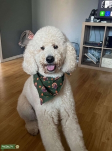 Standard Poodle Stud Listing Image