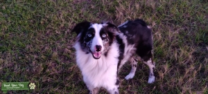 Blue Merle Female Listing Image