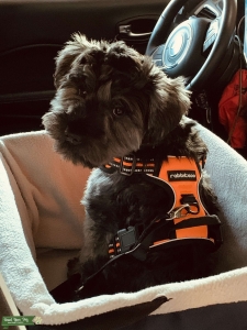 Miniature Schnauzer Stud Listing Image