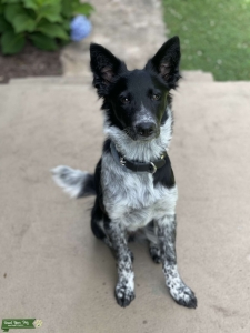 Border Collie / Blue Heeler (Australian Cattle Dog) Mix Listing Image