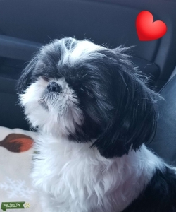 Shit Tzu 9.4 lbs, Black/white  Listing Image