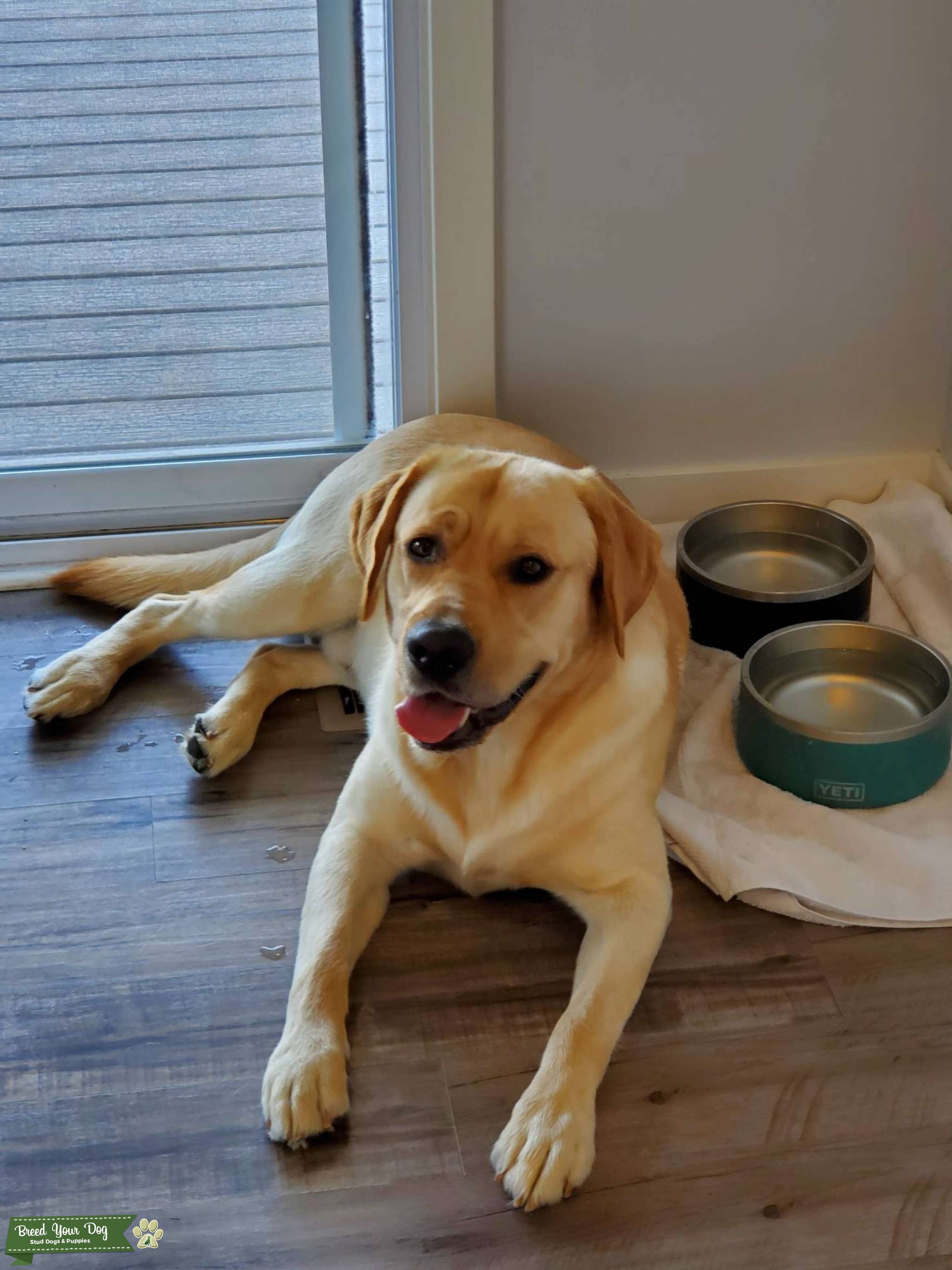 1 Year Old Golden Labrador Stud Stud Dog Indiana Breed Your Dog