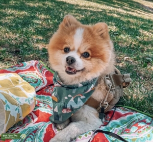 Healthy Sweet Male Pomeranian looking for female  Listing Image