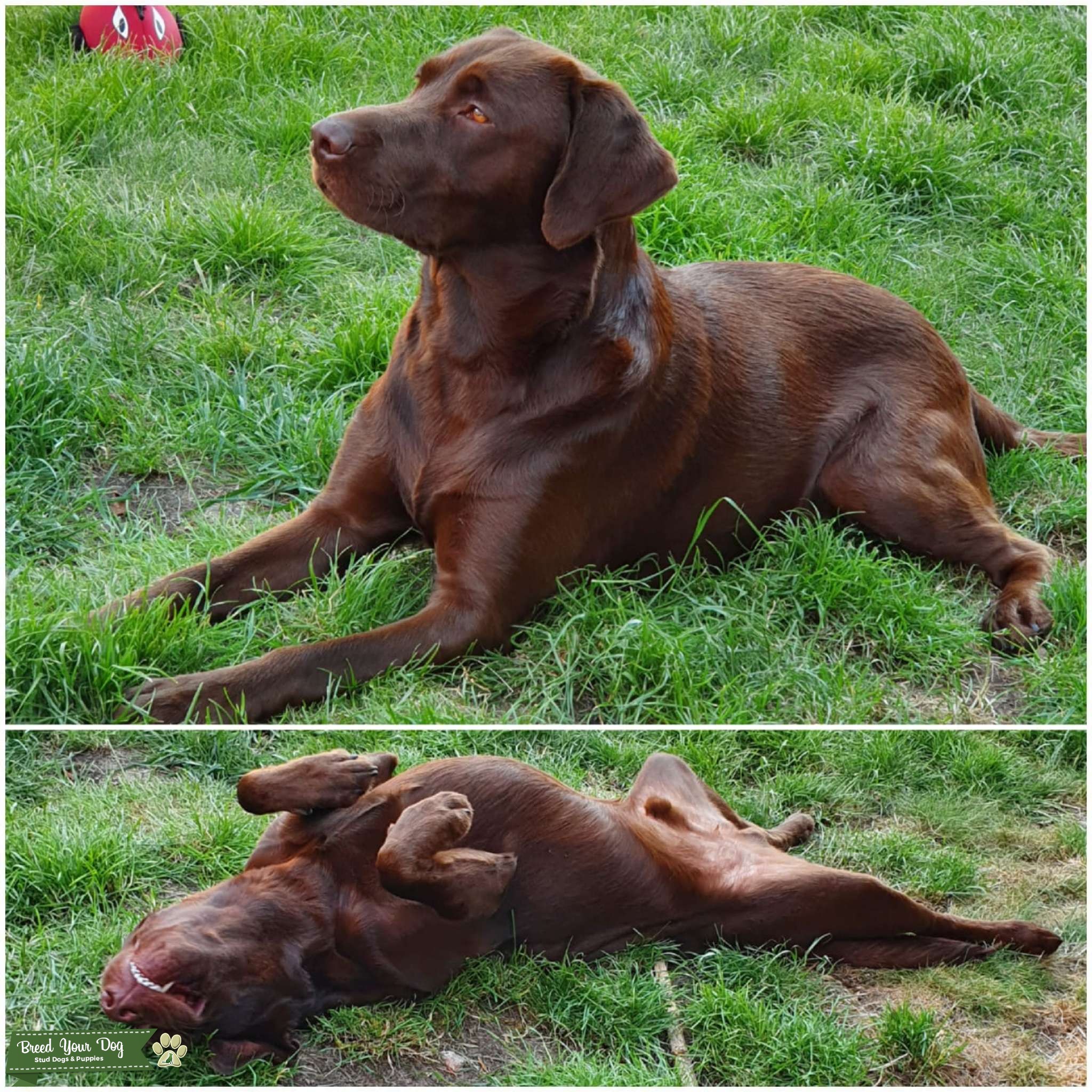 Chocolate labrador Stud Dog in Leicestershire, the United States