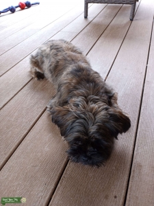 Female Yorkie Shih Tzu mix Listing Image