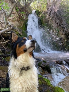 Beautiful Black Tri Colored Aussie Listing Image