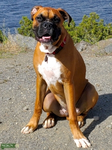 THE AKC BOXER STUD Listing Image
