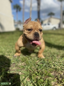 Merle Micro Bully Listing Image
