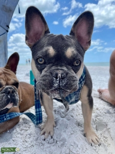 AKC Lilac and Tan French Bulldog Stud Listing Image