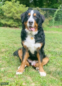 Bernese Mountain Dog Stud Listing Image