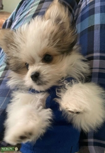 Hybrid Maltese/Pomeranian Listing Image
