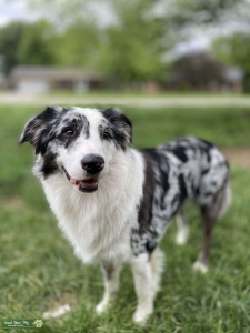 Australian Shepherd Stud Listing Image
