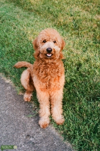 Golden doodle Stud Available Listing Image