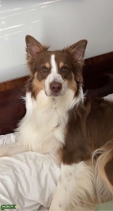 Australian Shepard Listing Image