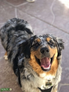 Australian Shepherd AKC Blue Merle Listing Image
