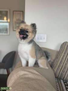Pomeranian DOG (Male) Listing Image