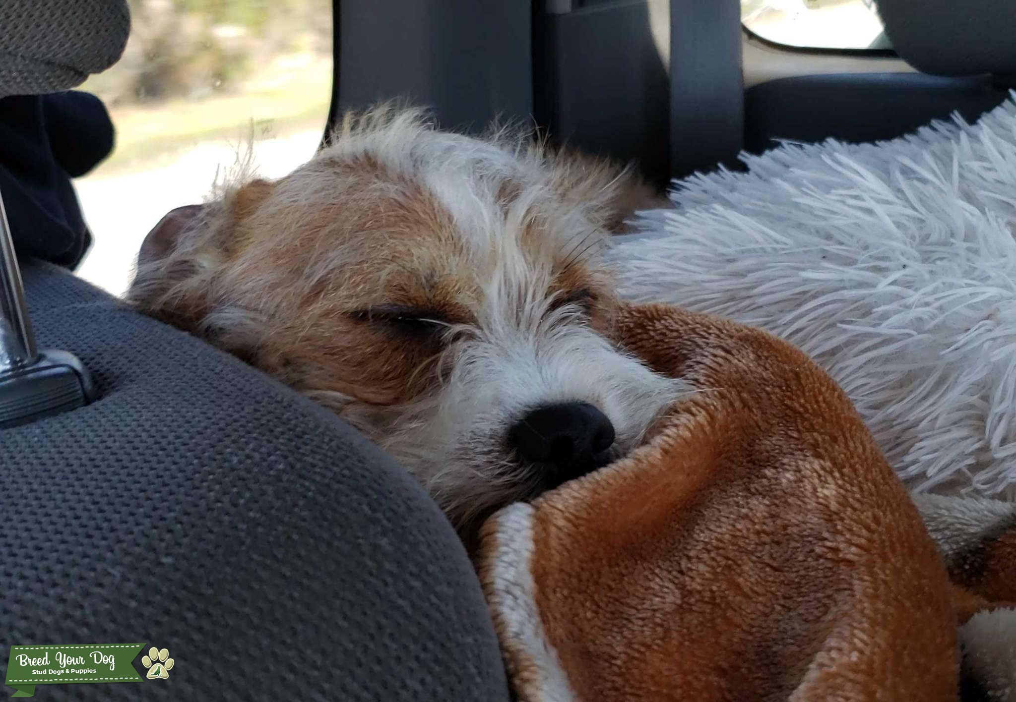 French Jack Russell terrie Stud Dog in Southeast , United States