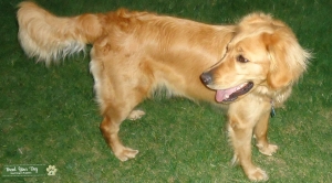 Golden doodle/Retriever mix Listing Image