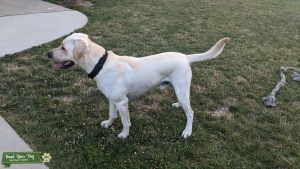 American Yellow Labrador Retriever Listing Image