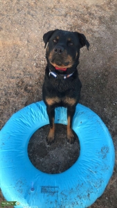 3 Year Old Female Listing Image