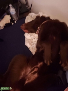 Chocolate Border Collie/Lab mix Listing Image
