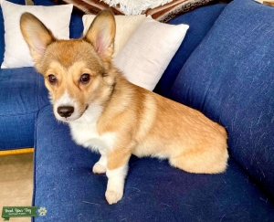 Mini Corgi Listing Image