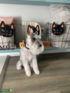 Miniature Schnauzer  Listing Image