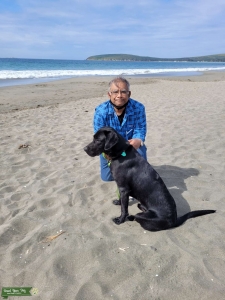 Bigger Black Lab -- Field Lab Listing Image