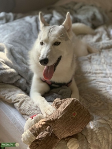 Beautiful CKC Siberian Husky  Listing Image