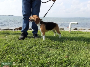 Beautiful TriColor Beagle Purebred  Listing Image