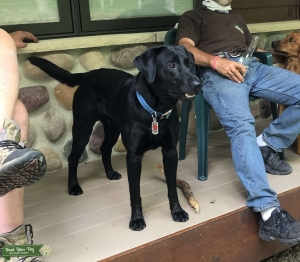 Pure Bred Black Labrador  Listing Image