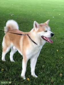 Japanese Akita Inu Listing Image