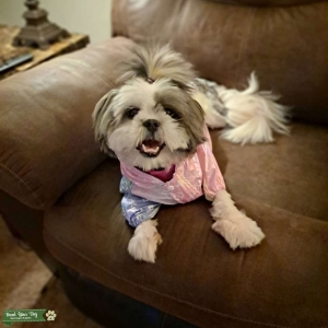 Black and White Shih Tzu Listing Image