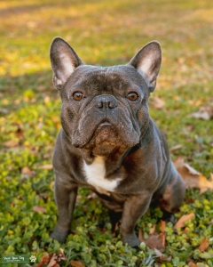 Blue Frenchie Stud Gio Listing Image