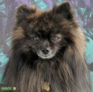 Tyrone the male Pomeranian looking for a cutie Pom gf!! Listing Image