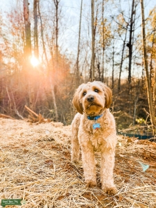 Perfect Mini Goldendoodle  Listing Image