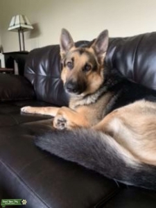 German Shepard  Listing Image