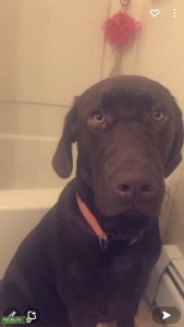 Chocolate Lab Listing Image