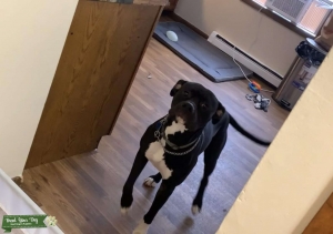 Black Boxer mixed with blue nose pitbull Listing Image