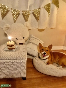 Stud Mini Corgi Available Listing Image