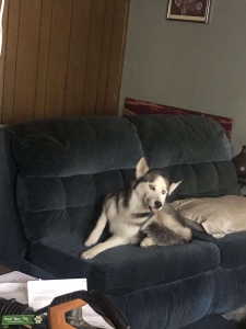 Beautiful Siberian female husky Listing Image