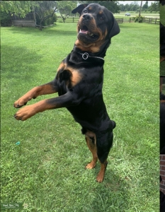 Make Rottweiler  Listing Image