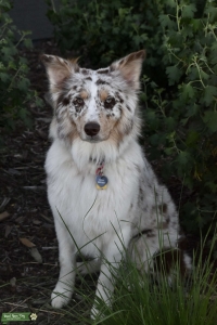 Smart working bred red Merle  Listing Image