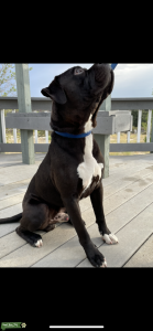 PUREBRED AMERICAN STAFFORDSHIRE Listing Image