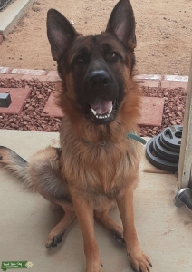 Blk tan red Listing Image