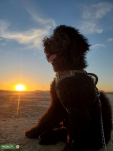 Goldendoodle stud  Listing Image