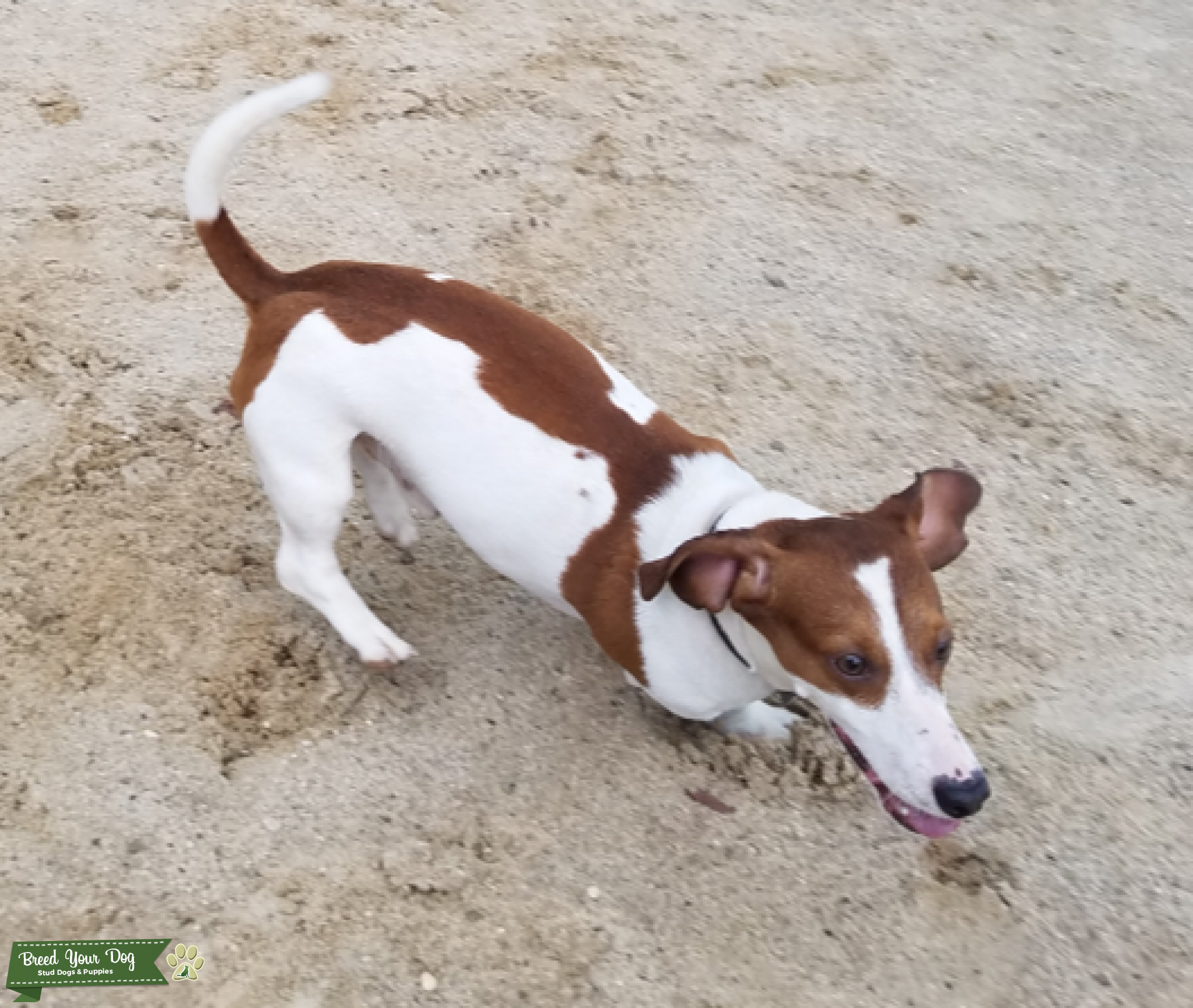 Piebald Dachshund Stud Dog in Upstate New York, United States Breed